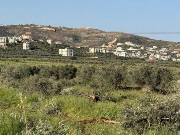 مستوطنون يقطعون نحو 400 شجرة زيتون في سهل ترمسعيا شمال رام الله