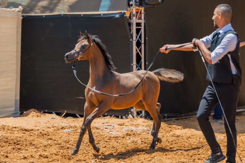 مدينة روابي تشهد انطلاق أضخم بطولات جمال الخيل العربية في فلسطين