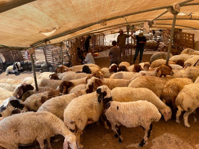 “الزراعة” تنفذ حملة تطعيم وترقيم لـ4300 رأس من الأغنام في مسافر يطا