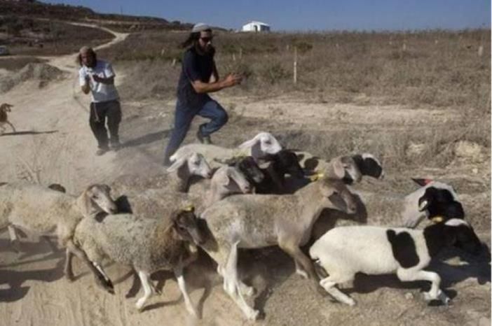مستوطنون يطاردون رعاة أغنام ويسرقون معدات زراعية في مسافر يطا