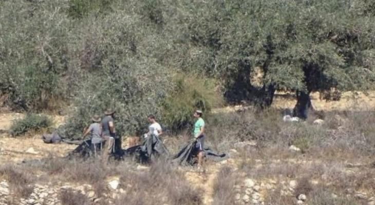مستوطنون يسرقون ثمار زيتون في بيتا جنوب نابلس