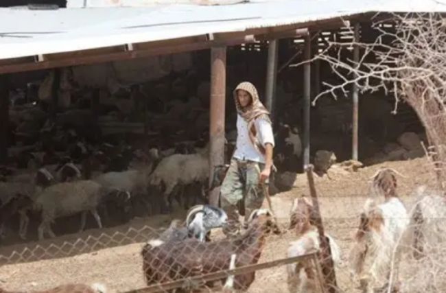 نفوق 20 رأسا من الأغنام جراء طعنها من قبل مستوطنين في كفر مالك شرق رام الله