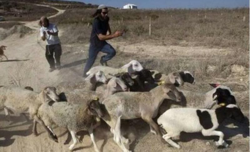 مستوطنون يطاردون رعاة الماشية في الأغوار الشمالية
