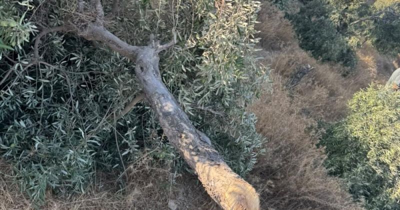 اقتلاع الزيتون في خلايل اللوز.. اعتداء على الشجر وذاكرة الأرض