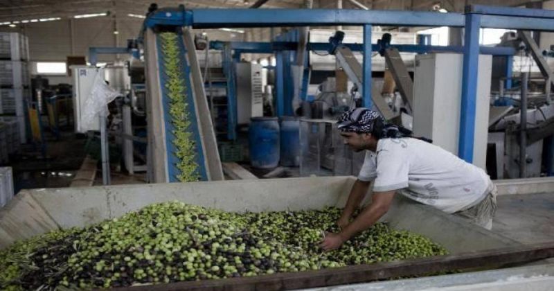 الزراعة تحدد مواعيد قطف الزيتون وتشغيل المعاصر لموسم 2026