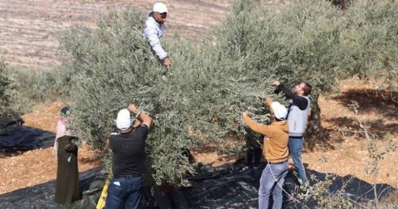 حماس: اعتداءات المستوطنين تستهدف تهجير الفلسطينيين من الضفة الغربية