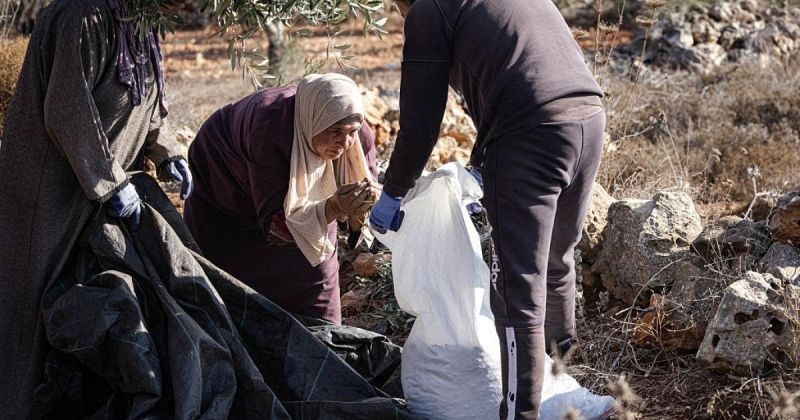 فتوى حاخامية تفتح الباب لنهب الزيتون.. والمستوطنون يصعّدون اعتداءاتهم