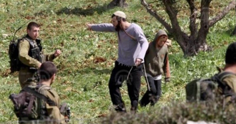 الزيتون الفلسطيني تحت الهجوم.. 284 ألف شجرة متضررة