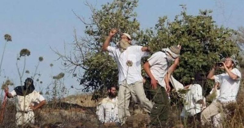 مسنون فلسطينيون .. من حقول الزيتون إلى العناية المركزة