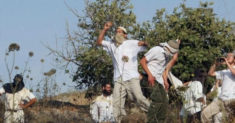 هيئة الجدار: 14 اعتداءً تستهدف مزارعي الزيتون بالضفة
