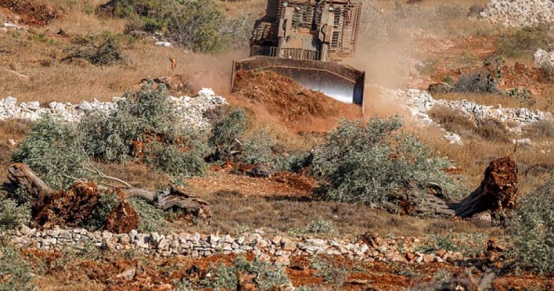 المستوطنون يصعّدون اعتداءاتهم ويقطعون 120 شجرة زيتون بالضفة