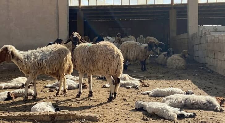 مستوطنون يذبحون 20 رأساً من الأغنام في هجوم على مزرعة بكفر مالك