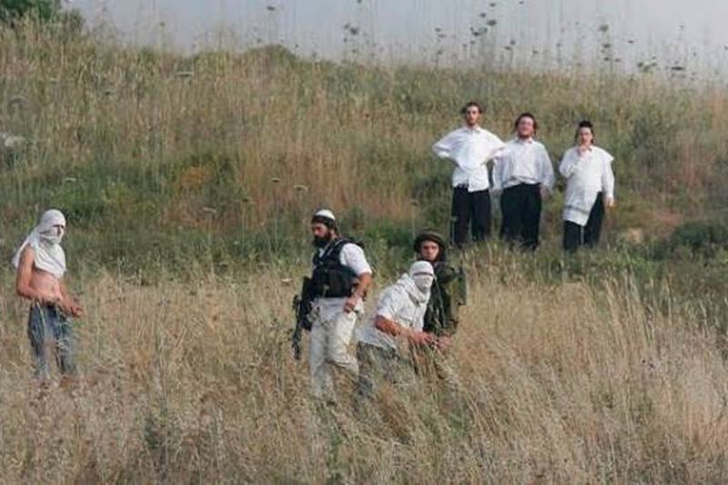مستوطنون يهاجمون قاطفي الزيتون في اللبن الشرقية تحت حماية قوات الاحتلال
