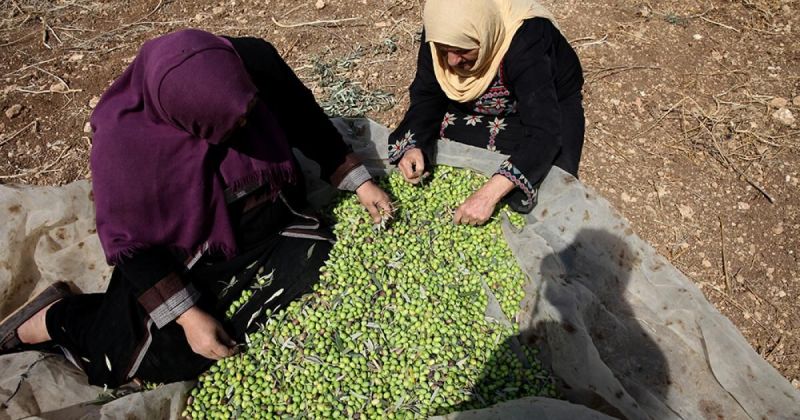 حملة اعتقالات واسعة بالضفة واعتداءات للمستوطنين تستهدف قاطفي الزيتون والأقصى