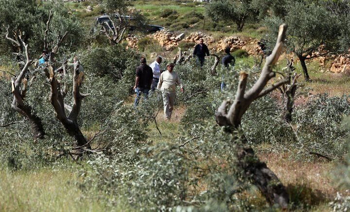 مستوطنون يسرقون ثمار الزيتون تحت حماية قوات الاحتلال جنوب بيت لحم