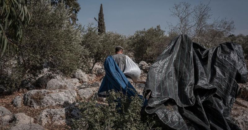 فتوى دينية إسرائيلية تبيح للمستوطنين نهب محاصيل الزيتون في الضفة المحتلة