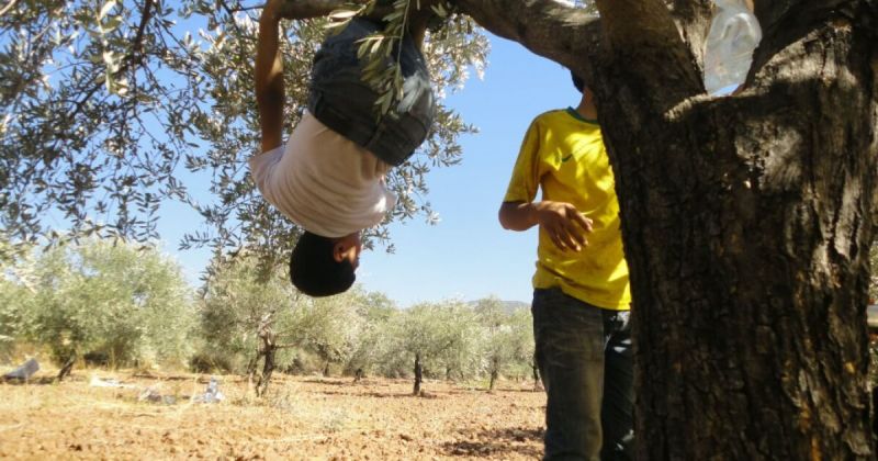 موسم الزيتون تحت وطأة العدوان: تجريف وسرقة واقتلاع في فلسطين وسوريا ولبنان