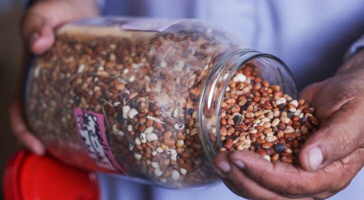 بنك بذور القرارة: خيمة صمود في دير البلح لحماية التراث الزراعي لغزة