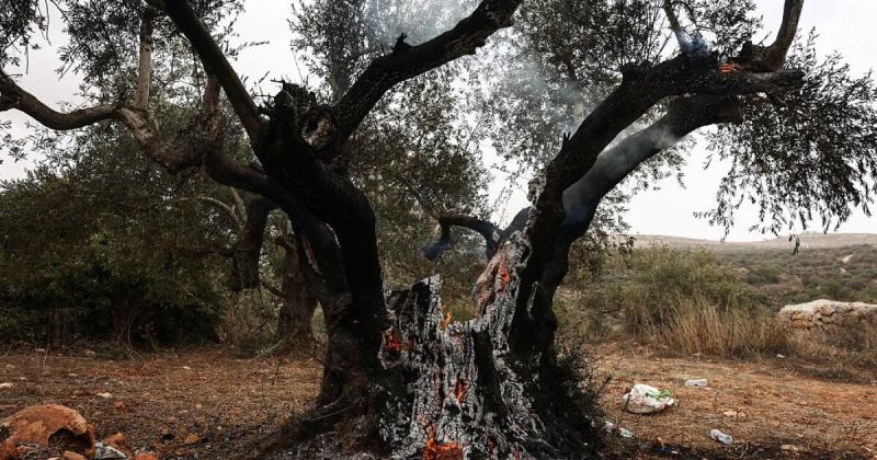 إصابة 14 فلسطينياً ومتضامنين أجانب في موجة هجمات للمستوطنين بالضفة