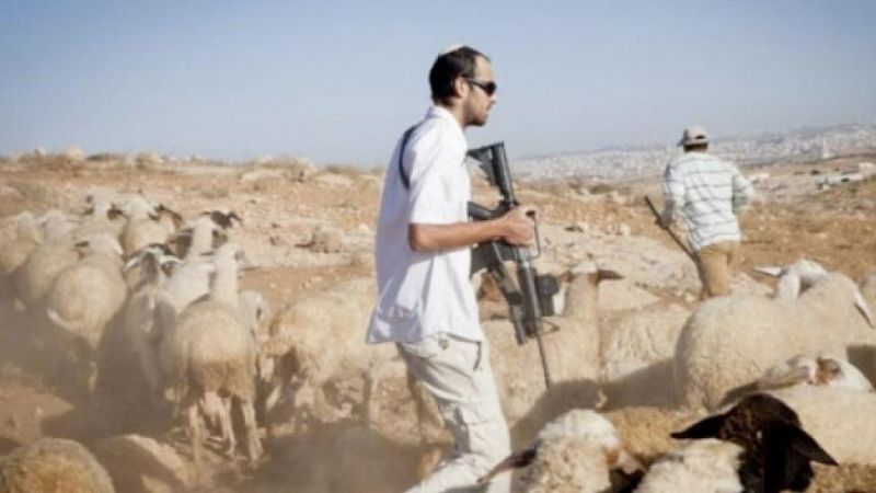 إصابة مواطن وسرقة عشرات الأغنام في اعتداءات للمستوطنين على بيت لحم ورام الله