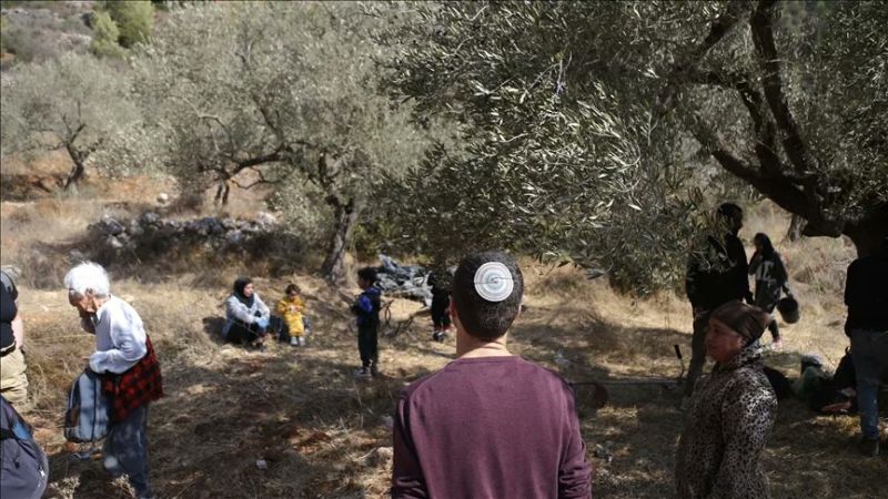 موسم الزيتون في فلسطين.. اعتداءات المستوطنين وتجريف الاحتلال يضيّقان الخناق على المزارعين