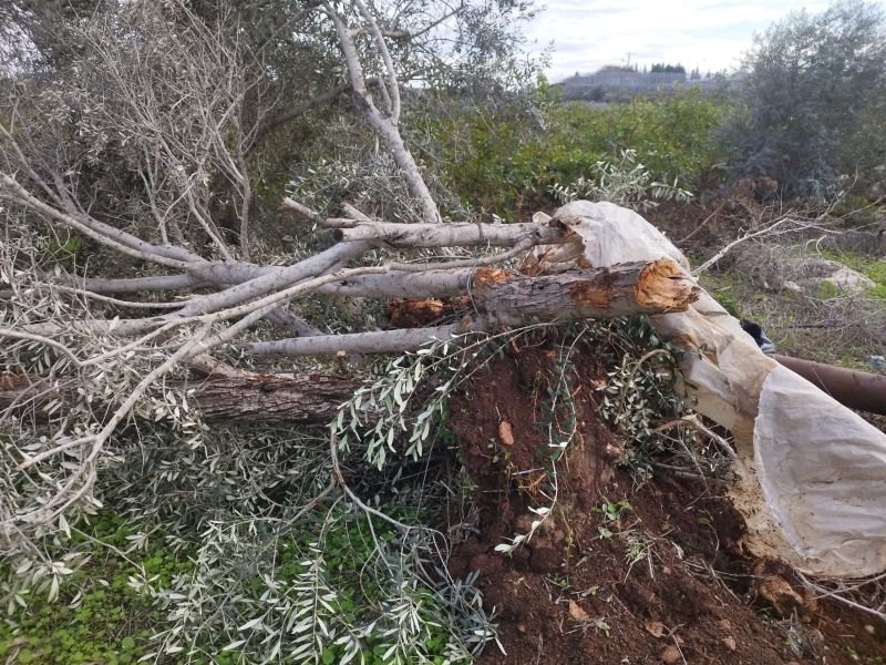 موسم الزيتون تحت الخطر.. الاحتلال يستهدف شجرة تحمل رزق الأرض وذاكرتها