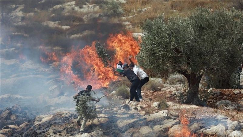 مستوطنون يحرقون أراضٍ زراعية في ترمسعيا والاحتلال يطلق النار على المواطنين
