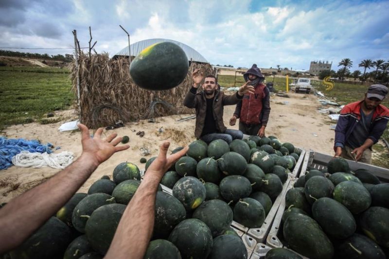 في غزة.. أمنية الصيف ليست السفر ولا البحر بل بطيخة باردة