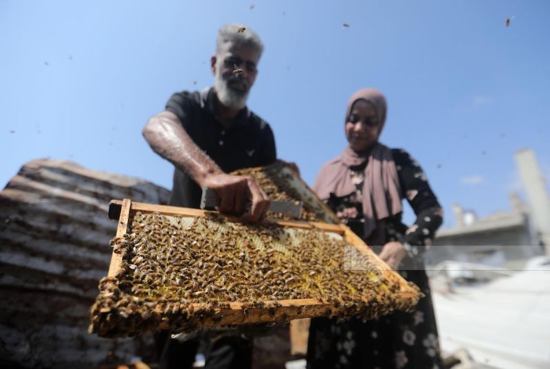 نجت من بين ركام الإبادة.. خلية نحل مصدر رزق لعائلة الأشقر في غزة