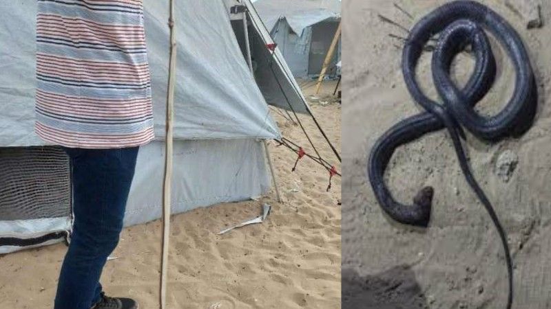 الثعابين تطارد النازحين في غزة.. خطر يزحف إلى الخيام
