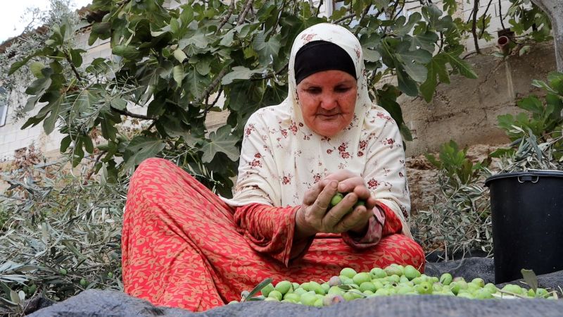 حين يقهر الاحتلال أهل الزيتون.. أشجار فلسطين مثقلة بالثمار وأصحابها محرومون منها