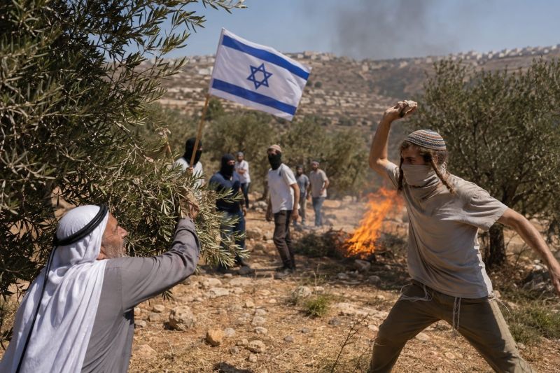 موسم الزيتون تحت النار.. اعتداءات المستوطنين تحاصر الفلسطينيين بالضفة