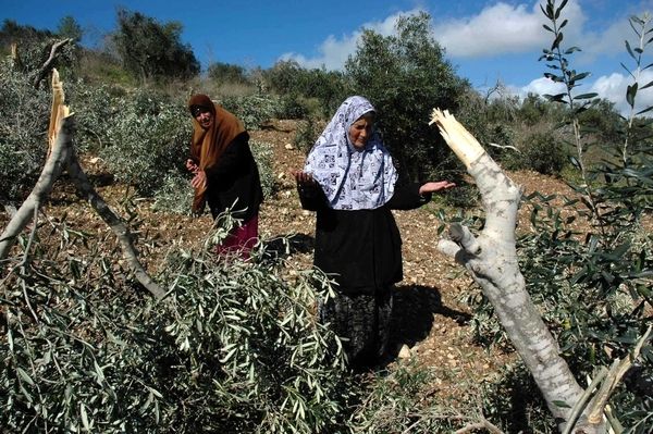 الزيتون في مرمى الاعتداءات.. 1.75 مليون دولار خسائر زراعية بالضفة خلال أسبوع