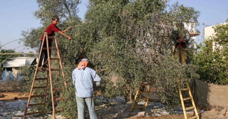 قوات الاحتلال تمنع المواطنين من قطف الزيتون في يعبد جنوب غرب جنين