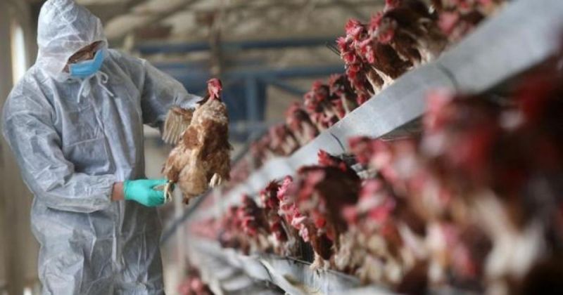 لأول مرة في تاريخها - أستراليا تسجل حالة اشتباه بإنفلونزا الطيور