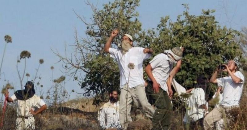 إصابة 3 مواطنين باعتداء مستوطنين خلال قطف الزيتون قرب يعبد