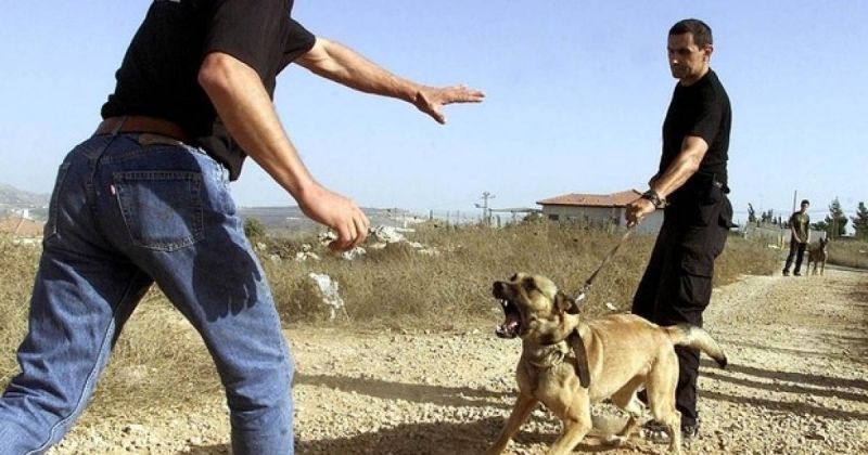 إصابة مسنة هاجمها كلب أطلقه مستوطنون في قرية بيرين شرق الخليل
