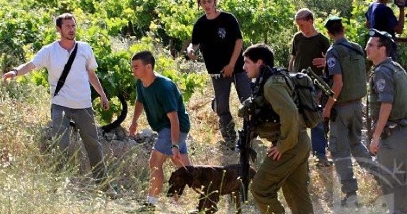 مستوطنون يهاجمون فرعتا ويحرقون منشأة ومنزلين وأراضي زراعية ويصيبون مواطنين