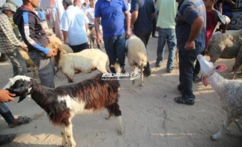فرحة مؤجلة للعام الثالث حين تغيب "الأضحية" وتبقى الحرب وغزة تنزُف