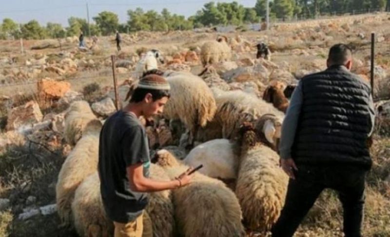 مستوطنون يطلقون مواشيهم في أرض زراعية ببرقا ويلحقون أضرارا بأشجار الزيتون