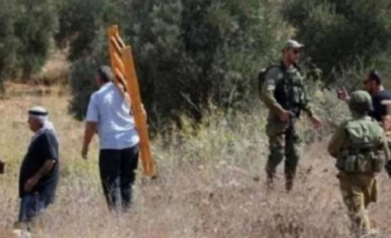 الاحتلال يعتقل 4 مزارعين أثناء قطفهم الزيتون شرق طولكرم