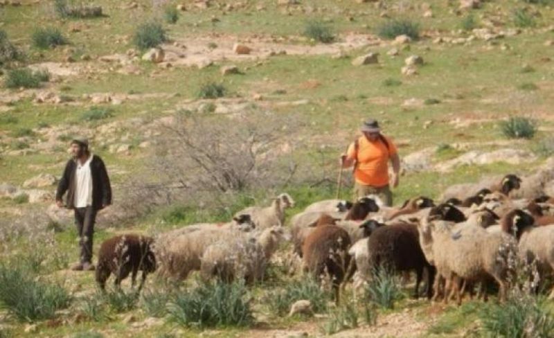 مستعمرون يرعون أغنامهم بأراضي المواطنين شمال شرق الخليل