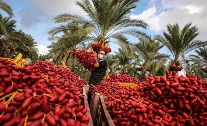 ارتفاع الأسعار وتراجع الإقبال.. حرب الإبادة تحرم غزة من موسم البلح