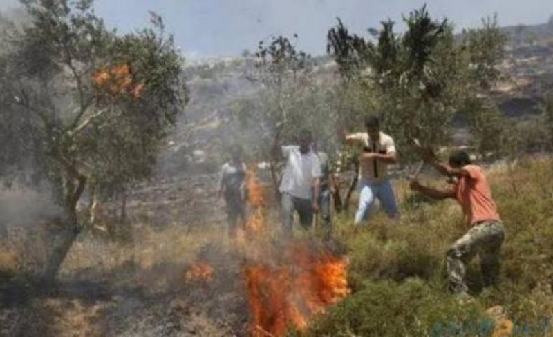 مستوطنون يحرقون غرفة زراعية ويمنعون قطف الزيتون في الخليل
