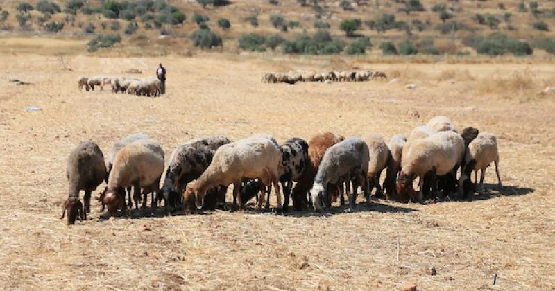 تصعيد استعماري واسع في الضفة: إحراق أراضٍ في برقا وتجريف في مخماس واعتقالات واقتحام مسجد في الخليل