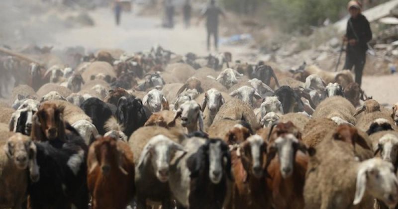 الرعي بين الأنقاض في وسط قطاع غزة