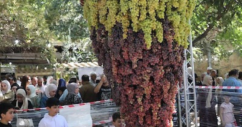 من كروم الخليل إلى أسواق البلدة القديمة.. مهرجان يحتفي بالعنب والتراث الفلسطيني