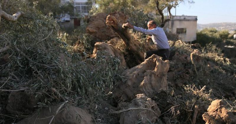 اقتلاع أشجار زيتون في بلدة عرابة جنوب غرب جنين