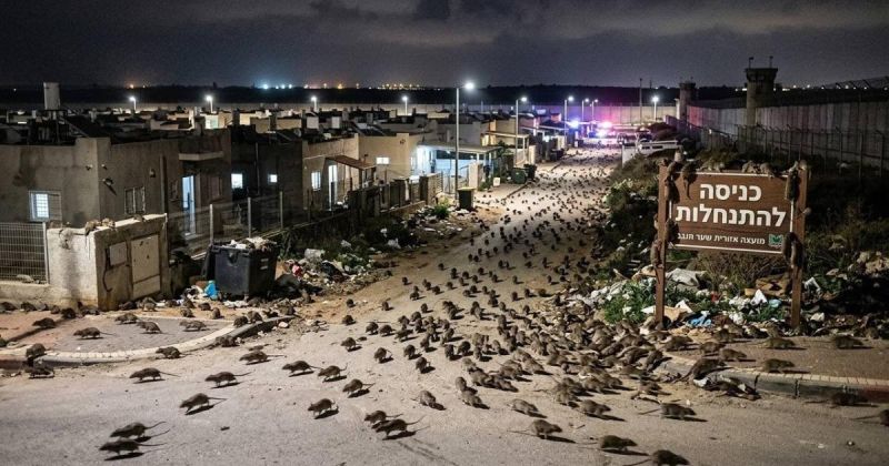 غزو قوارض غير مسبوق يضرب مواقع ومستوطنات غلاف غزة.. سلطات الاحتلال تكثف المكافحة وخبراء يدرسون صلته بدمار القطاع