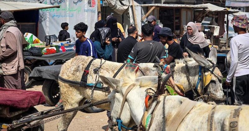 حين تتعطل المركبات.. عربات الحيوانات تصبح وسيلة نقل يومية في خان يونس